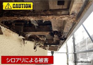 シロアリ被害で破損した木材画像